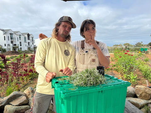 Benefits of Broccoli Microgreens for San Diego Detox Diets