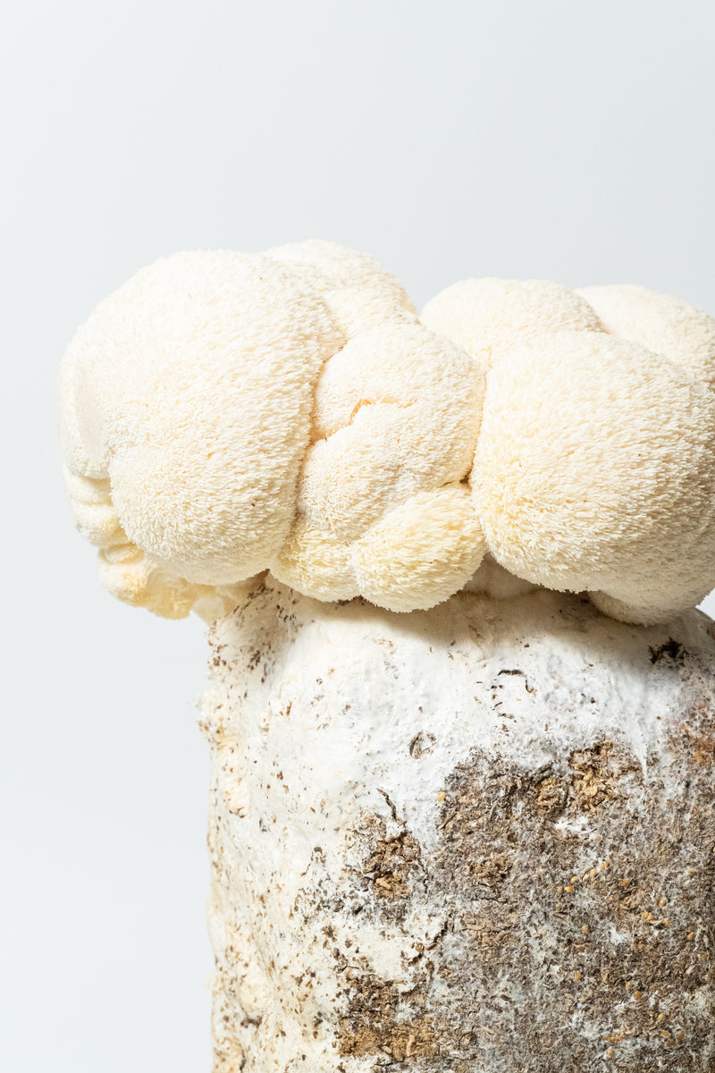 Lion's Mane Mushrooms