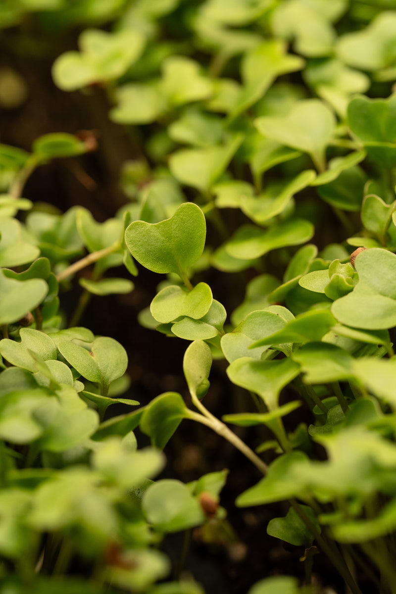 Broccoli Microgreens & Sprouts