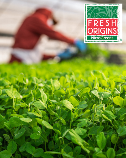 A picture of broccoli microgreens being harvested. The Fresh Origins Logo