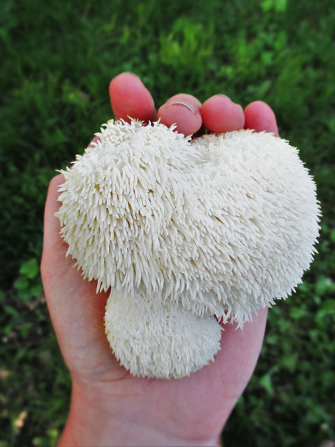 A person holding fresh lion's mane mushroom in their hand