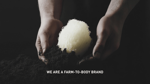 Lion's Mane Mushroom growing in Very dark soil with a black background a pair of hands scooping the white mushroom out of the dirt