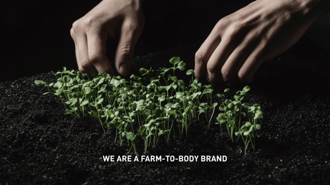 Green Broccoli Microgreens growing out of a dark soil with a black background and hands touching the tops of the microgreens