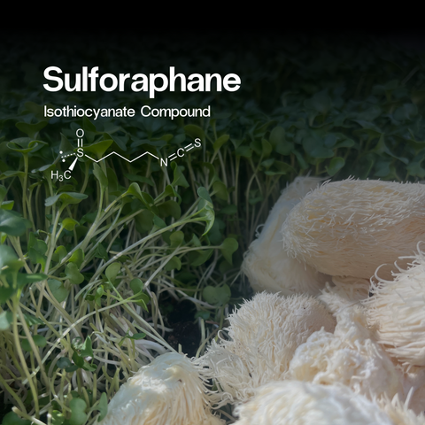 Sulforaphane Chemical Formula on top of a fresh broccoli microgreens and fresh lion's mane mushroom background